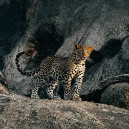 Udaipur Jawai Tour Package
