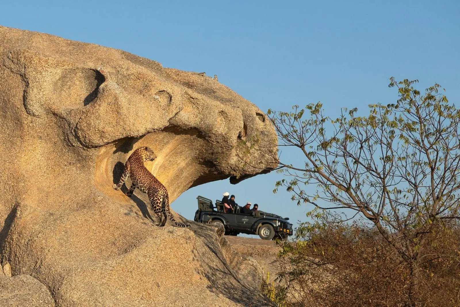 Jawai Tour from Udaipur